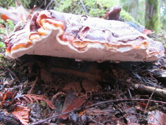 Ganoderma oregonense