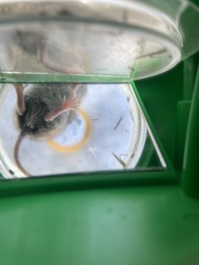 Peromyscus sonoriensis