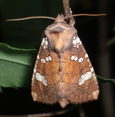 Papaipema marginidens