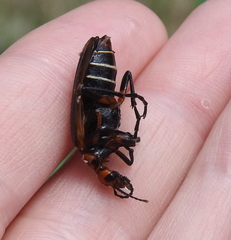 Pyrota tenuicostatis