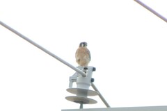 Falco sparverius sparverius