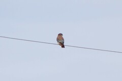 Falco sparverius sparverius