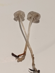 Roridomyces roridus