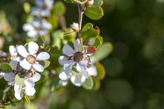 Leptospermum laevigatum