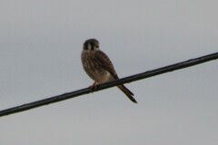 Falco sparverius sparverius