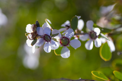 Leptospermum laevigatum