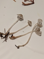 Roridomyces roridus