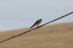 Falco sparverius sparverius
