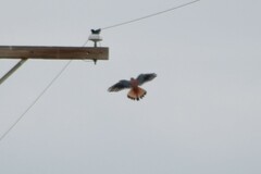 Falco sparverius sparverius