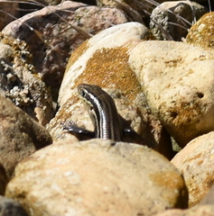 Plestiodon septentrionalis