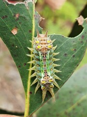 Doratifera oxleyi