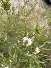 Calytrix tetragona