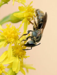 Lasioglossum bruneri