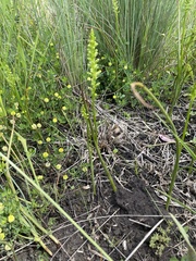 Microtis unifolia