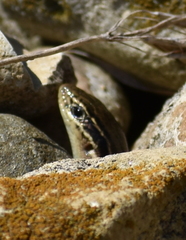 Plestiodon septentrionalis