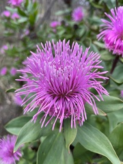 Isopogon latifolius