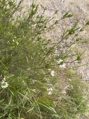 Calytrix tetragona