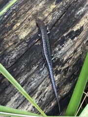 Lampropholis