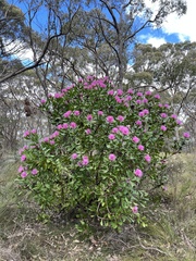 Isopogon latifolius