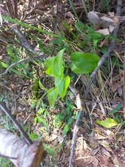 Smilax australis