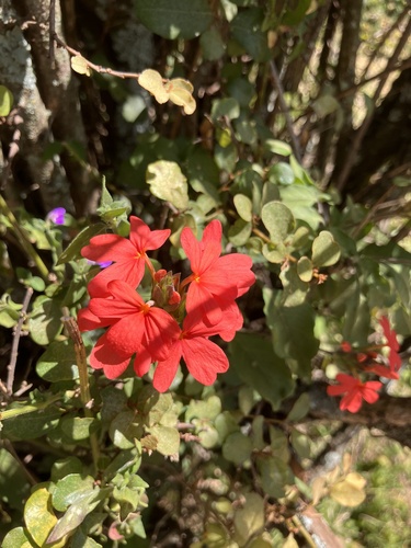 Crossandra massaica, photograph 3