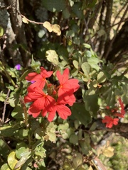 Crossandra massaica, photograph author not stated, no rights reserved