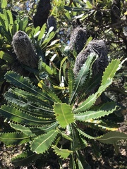 Banksia serrata