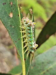 Doratifera oxleyi