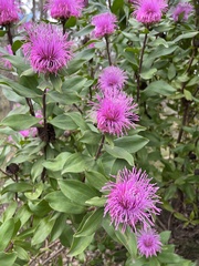 Isopogon latifolius