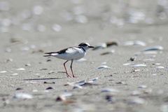 Charadrius collaris