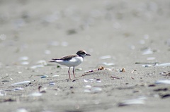 Charadrius collaris