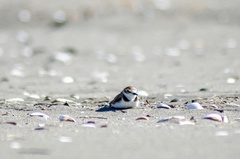 Charadrius collaris
