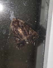 Condica albigera