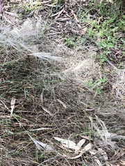 Austrostipa elegantissima