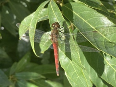 Sympetrum frequens