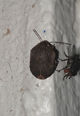 Stethaulax marmorata