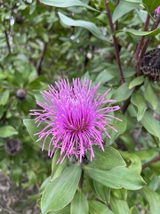 Isopogon latifolius