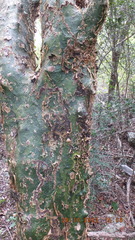 Commiphora neglecta