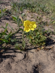 Oenothera stricta