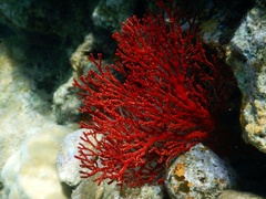 Melithaea ochracea