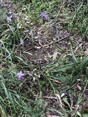 Arthropodium strictum