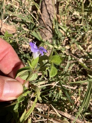 Barleria ventricosa, photograph author not stated, no rights reserved