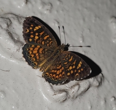 Phyciodes graphica