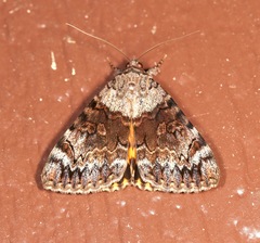 Catocala desdemona