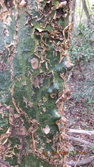 Commiphora neglecta