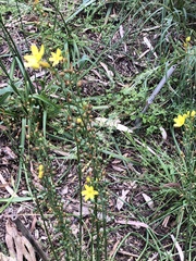 Bulbine bulbosa