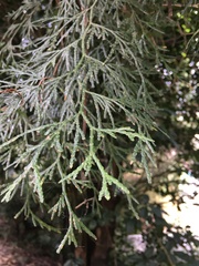 Calocedrus formosana