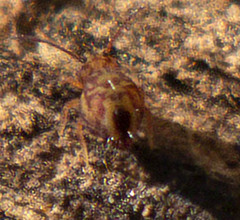 Dicyrtomina