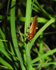 Ischnoptera bilunata