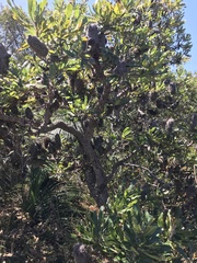 Banksia serrata